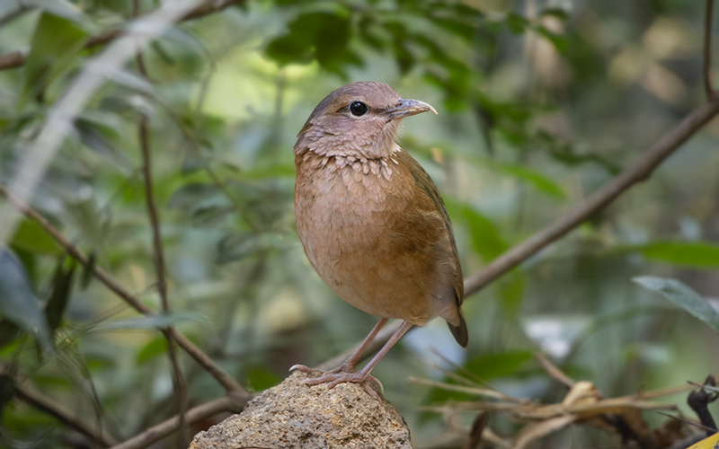 Blue-rumped Pitta (Hydrornis soror) at Di Linh Bird Hides - Southern Vietnam. Photo by: Phuc Le - Vietnam Bird Photography Tours - Vietbirdphototours.com
